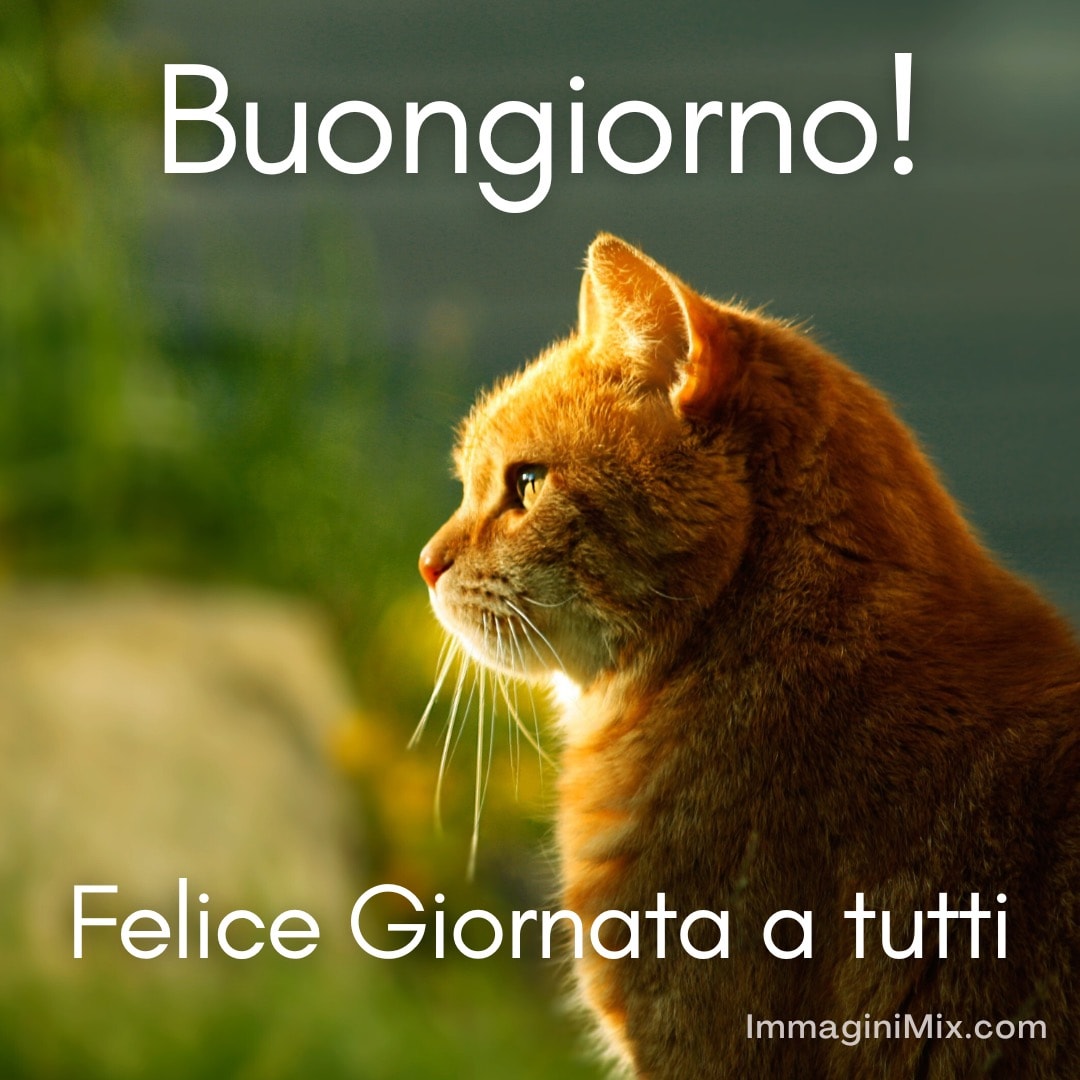 il gatto si siede al sole con il testo: buongiorno, felice giornata a tutti